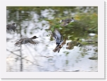 haapanat_Eurasian Wigeon_0822 * 800 x 578 * (282KB)